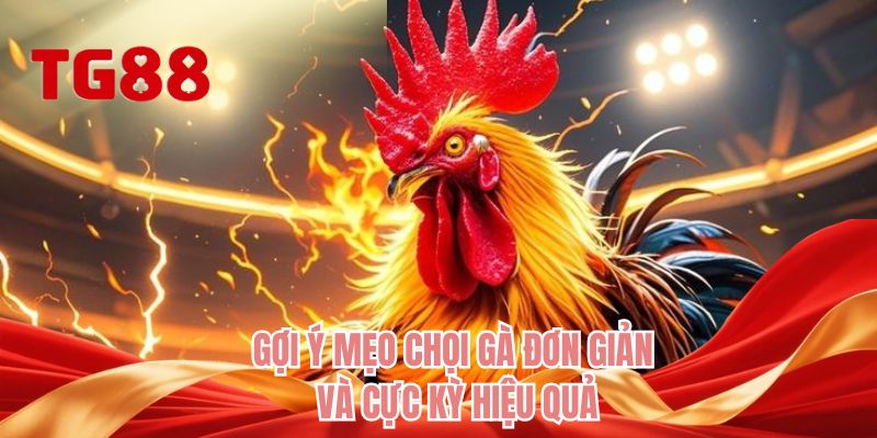 Gợi ý mẹo chọi gà đơn giản và cực kỳ hiệu quả